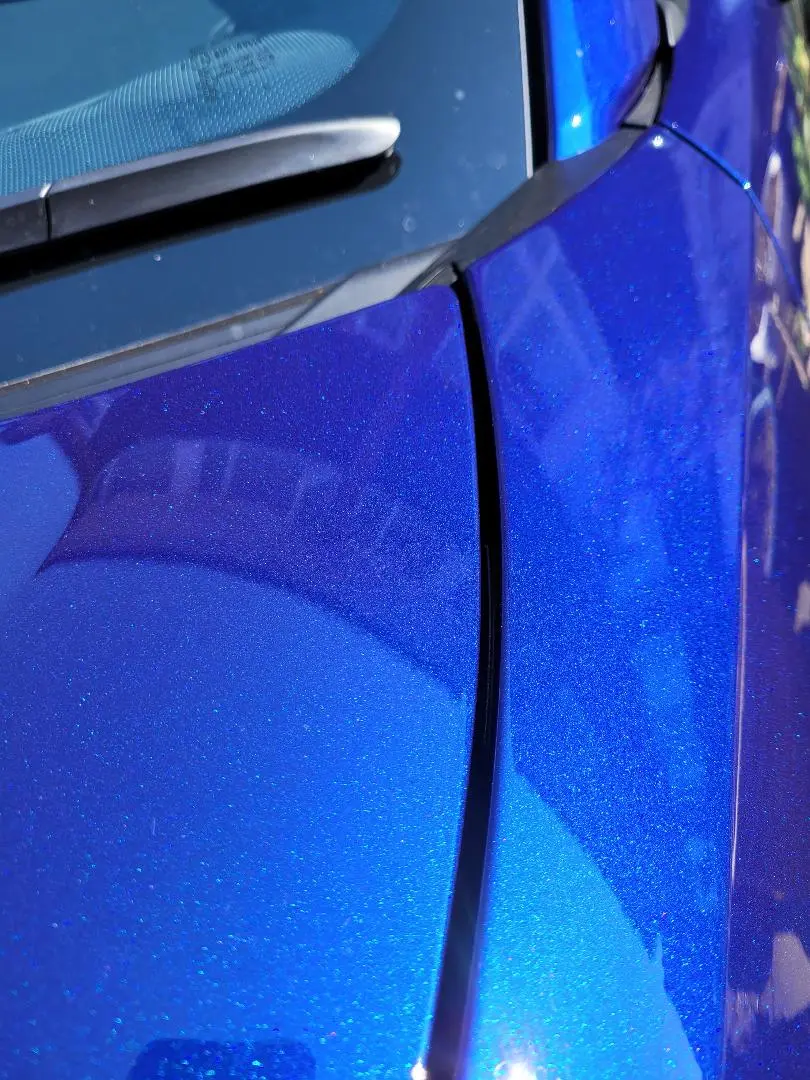 blue wing.webp