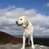 Alsy